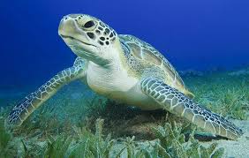 green turtle