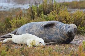 grey seal