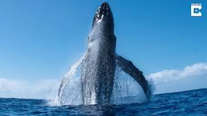 humpback